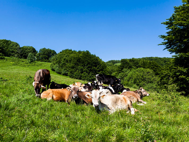 Pascolo di mucche Monte Tavola