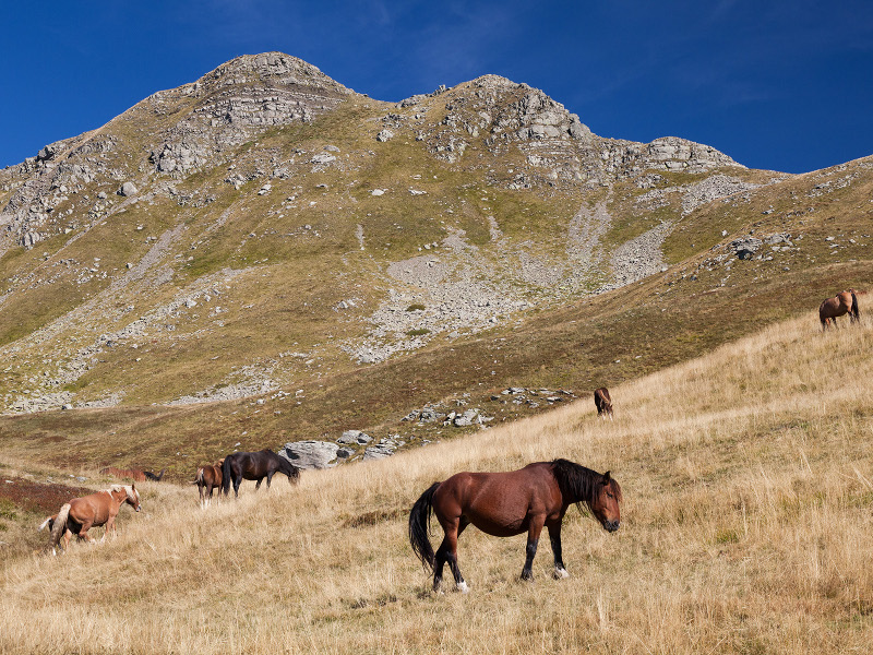 Cavalli al pascolo Monte Cusna