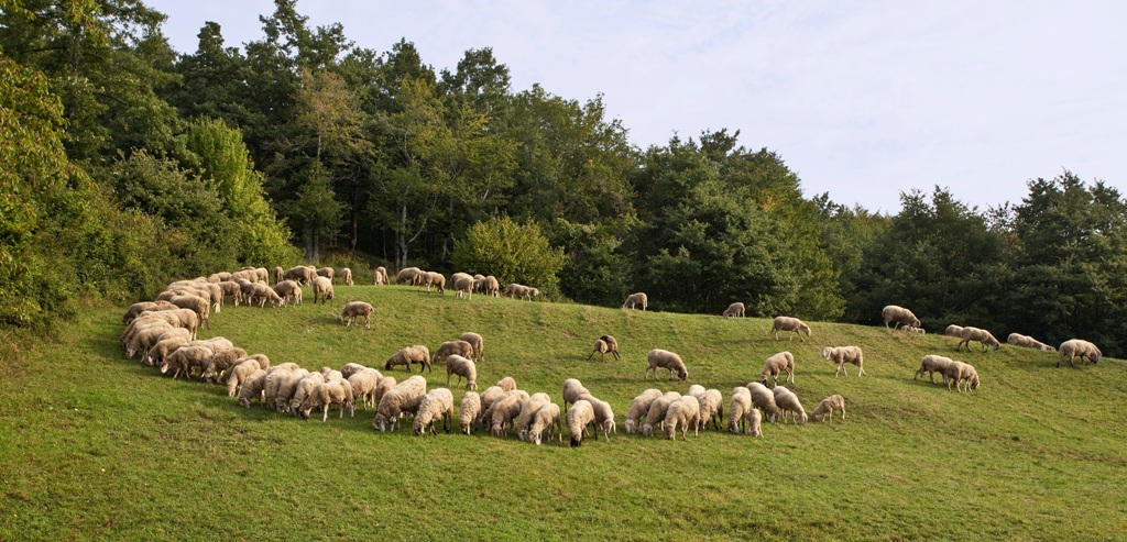 Pecore cornigliesi